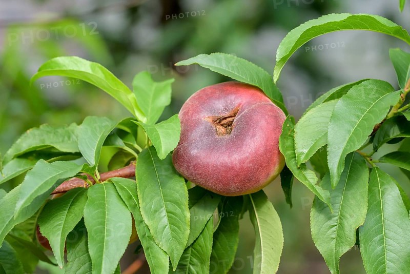 Plate peach (Prunus persica 'Platifirst'),  Austria