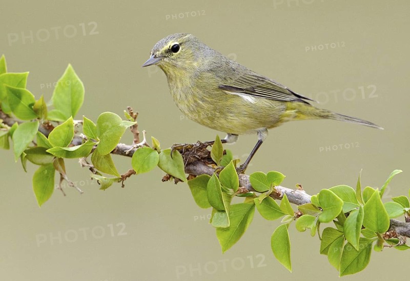 Orange-crowned Warbler (Leiothlypis celata), Texas, USA