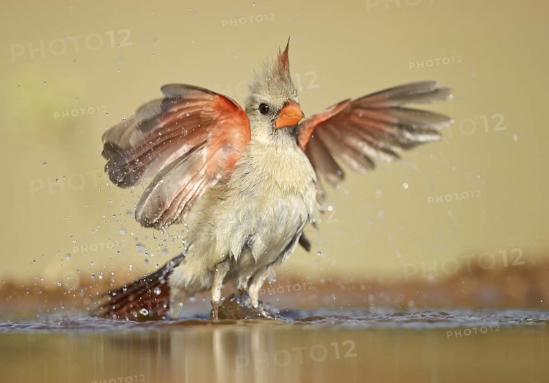Northern Cardinal (Cardinalis cardinalis) female bathing, Texas, USA