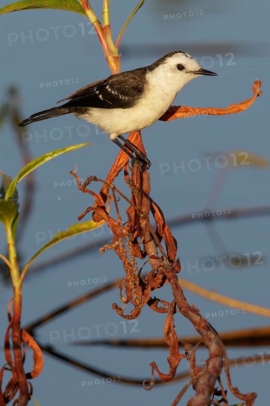 Black-backed Water Tyrant (Fluvicola albiventer) in the Pantanal region of Brazil