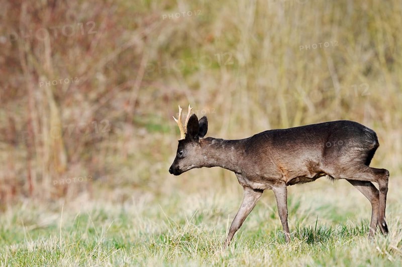 European roe deer (Capreolus capreolus), black roebuck, Lower Saxony, Germany