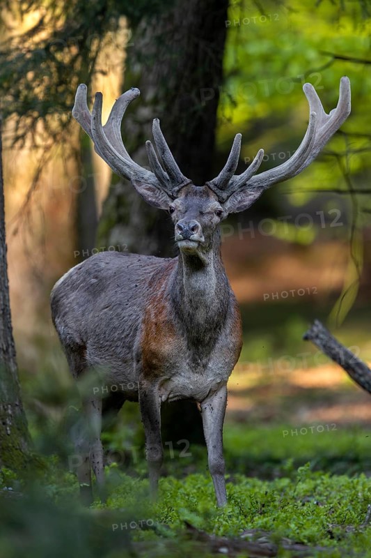 The rest of the herd has already moved on, soon the red deer (Cervus elaphus) will follow them, red deer, velvet antlers, spring, change of coat, Germany