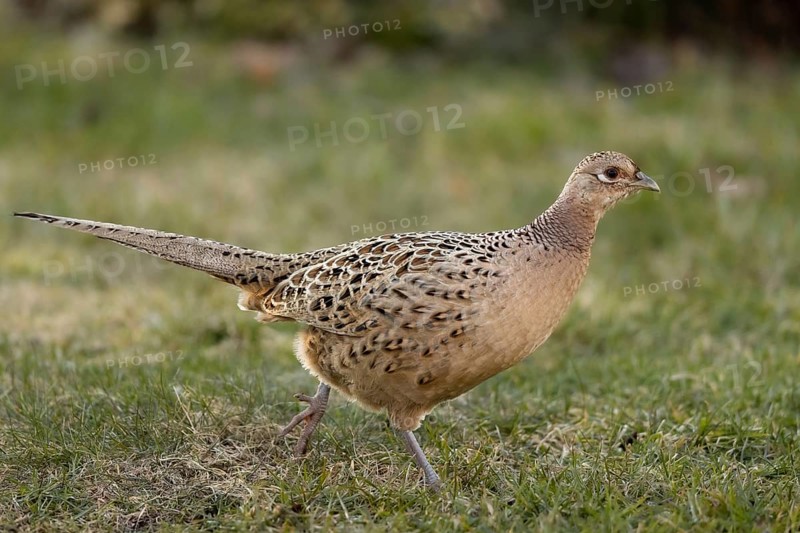 Common Pheasant (Phasianus colchicus) female, Smaland, Sweden