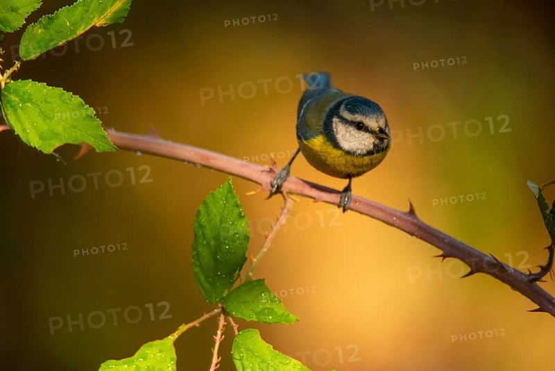 A vibrant blue tit (Cyanistes caeruleus), characterized by its blue and yellow plumage, perches delicately on a thorny branch amidst shiny green leaves, highlighted by the soft, golden light of a fading afternoon