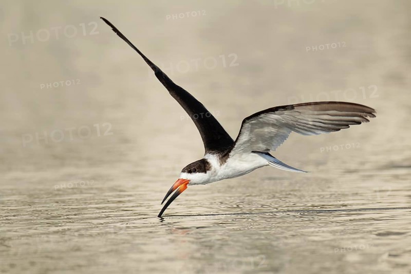 Black Skimmer (Rynchops niger) flying, Florida, USA