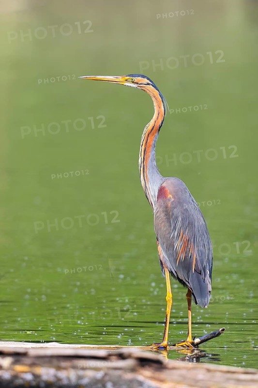 Purple heron (Ardea purpurea), standing on a branch in the water, wildlife, birds, heron, rare breeding bird, migratory bird, Waghäusel, Baden-Württemberg, Germany