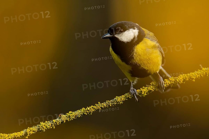 A Great Tit, Parus major, balances gracefully on a moss covered branch against a soft golden background, showcasing its vivid black, white, and yellow plumage