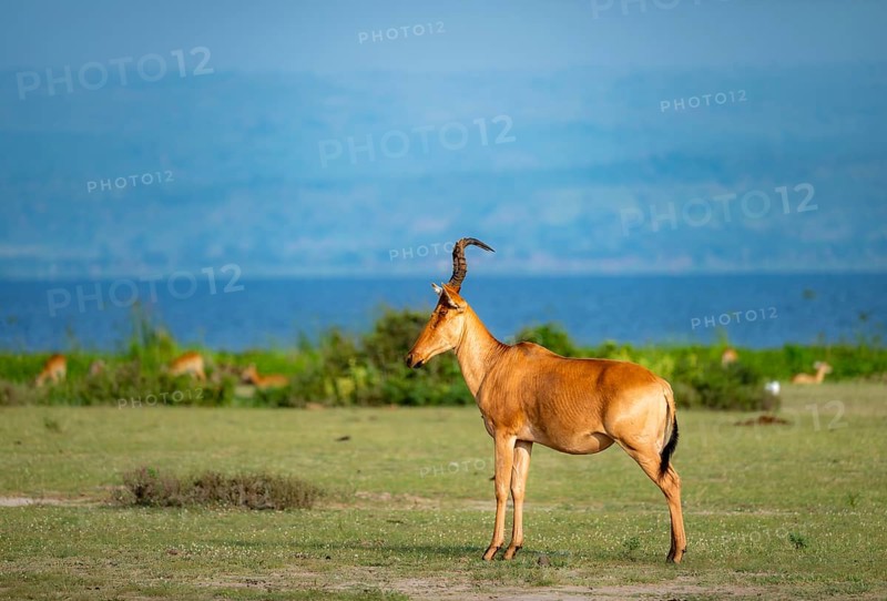 Lelwel hartebeest (Alcelaphus lelwel), on the shores of Lake Albert, Murchison Falls National Park, Uganda