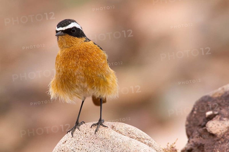 Moussier's Redstart (Phoenicurus moussieri) male, Morocco