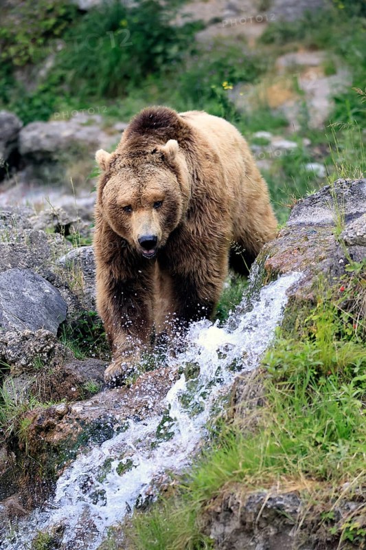 Eurasian brown bear (Ursus arctos arctos), adult, male, at the water, alert, in summer, Bavarian Forest National Park, Germany