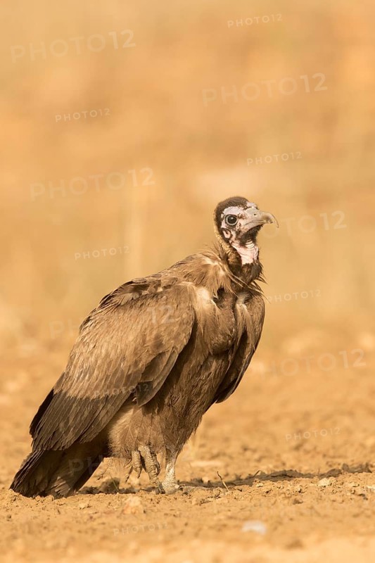 Hooded Vulture (Necrosyrtes monachus) juvenile, Gambia