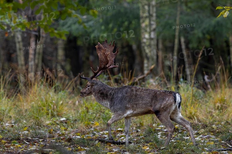 A fallow deer (Dama dama) leaves the rut, rut, mating season, deer rut, autumn, October, Germany