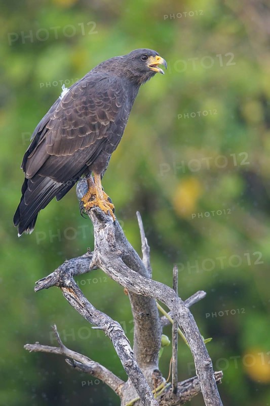 Cuban Black Hawk (Buteogallus gundlachii) perched on a branch in Cuba