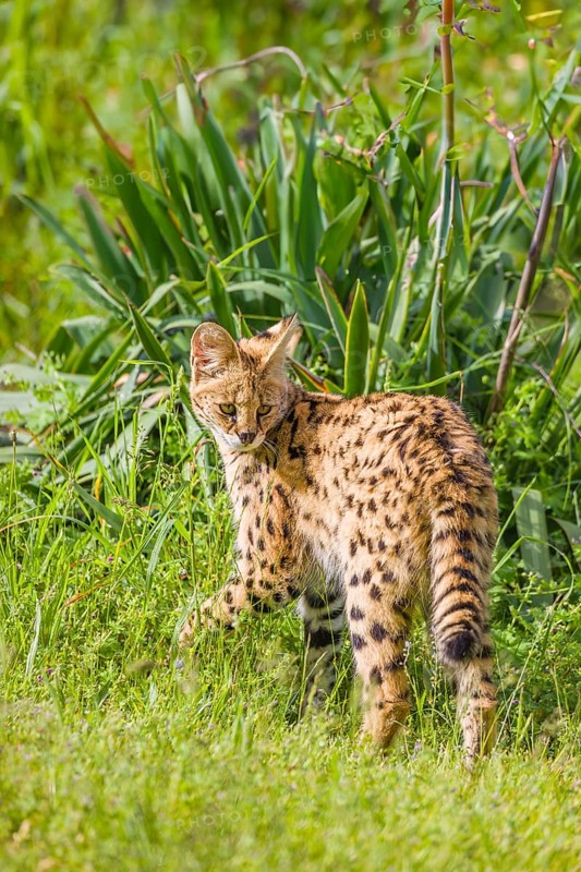 A serval, Leptailurus serval, stands on a green meadow on a sunny day