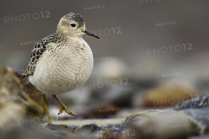 Buff-breasted Sandpiper (Calidris subruficollis), Asturias, Spain