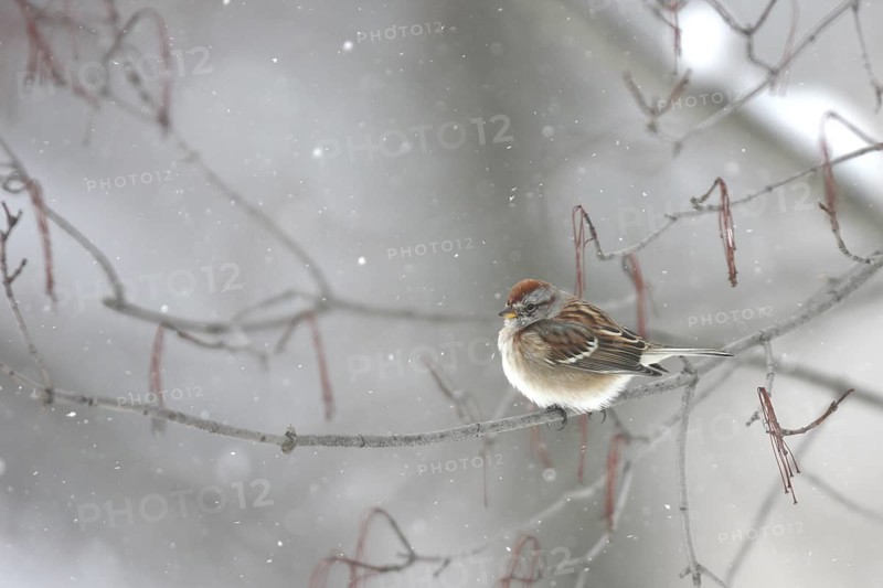 American Tree Sparrow (Spizelloides arborea), Ohio, USA