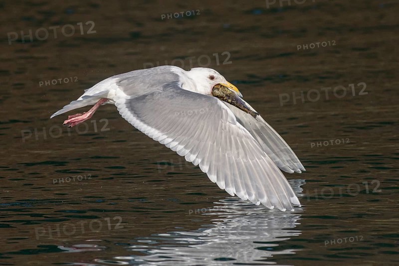 Glaucous-winged Gull (Larus glaucescens) catching fish in flight, Alaska, USA