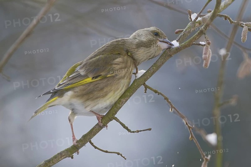 European Greenfinch (Chloris chloris), Saxony, Germany
