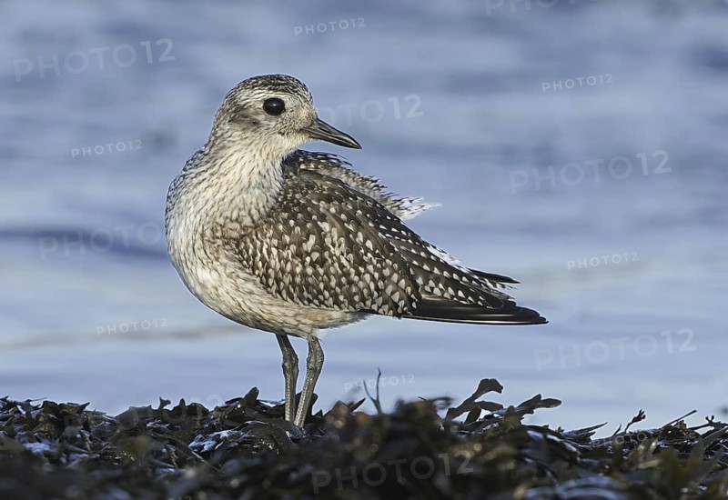 Grey Plover (Pluvialis squatarola), British Columbia, Canada