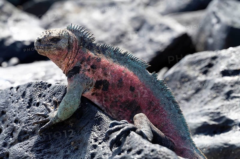 A vibrant marine iguana lounges on the textured volcanic rocks of Galapagos Islands, showcasing its unique adaptation to coastal life