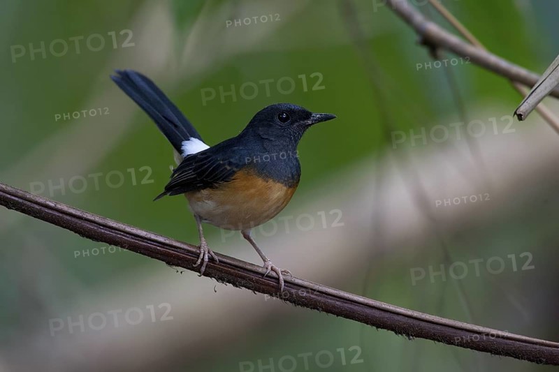 White-rumped Shama (Copsychus malabaricus) female, Malaysia