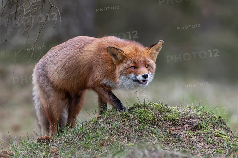 The red fox (Vulpes vulpes) has found something to eat on the small hill, rearing its young, April, Denmark