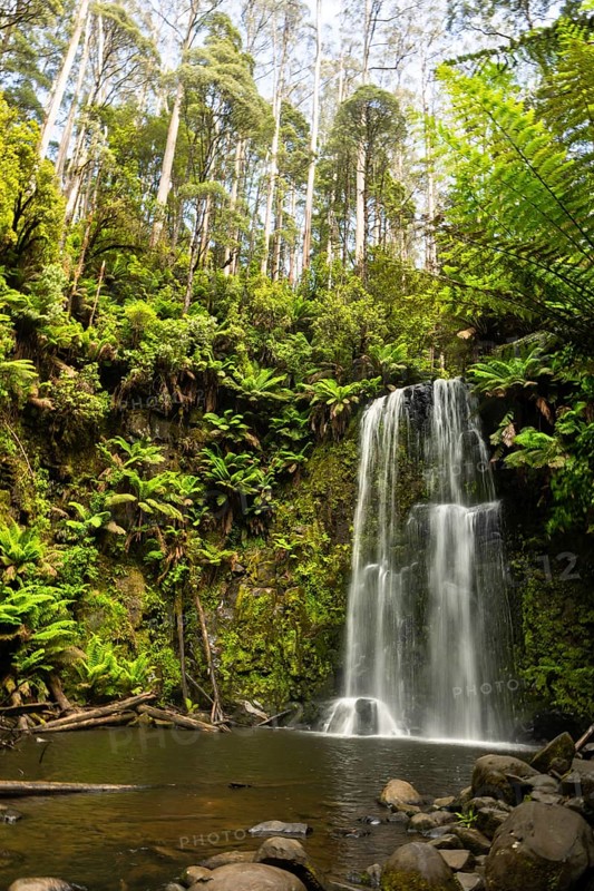 A beautiful waterfall cascades down rocks surrounded by lush green forest. Tall trees and ferns create a tranquil, natural haven in the Great Ocean Road, Australia. Perfect for nature themes
