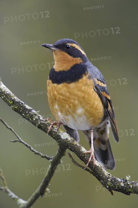 Varied Thrush (Ixoreus naevius), British Columbia, Canada
