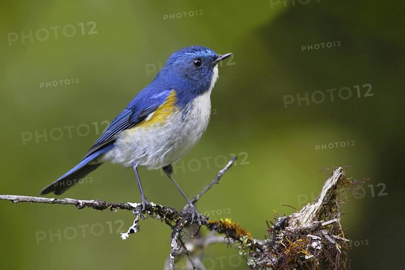 Himalayan Bluetail (Tarsiger rufilatus) male, Thailand