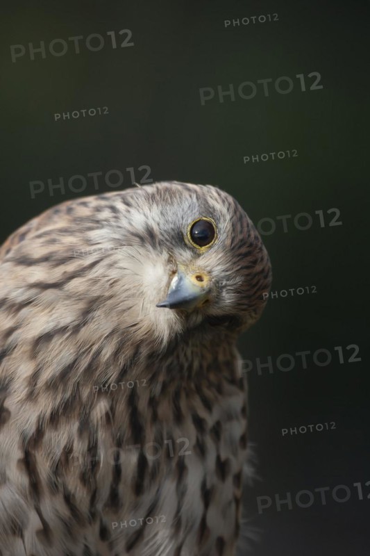 Common kestrel (Falco tinnunculus) adult bird head portrait, England, United Kingdom