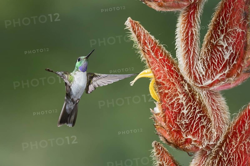 White-bellied Mountain Gem (Lampornis hemileucus), Costa Rica