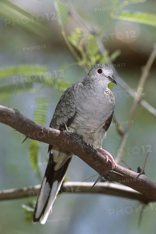 Inca Dove (Columbina inca), Arizona, USA