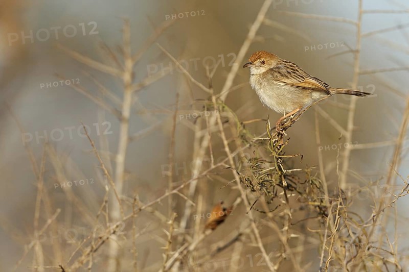 Rattling Cisticola (Cisticola chiniana), Kruger Park, South Africa