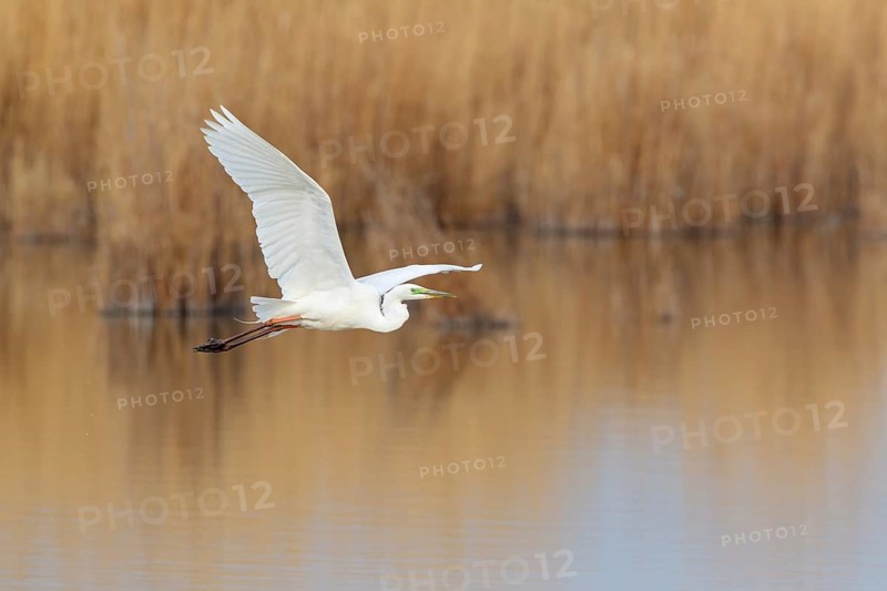 Great Egret (Ardea alba) flying, Lake Neusiedl, Austria