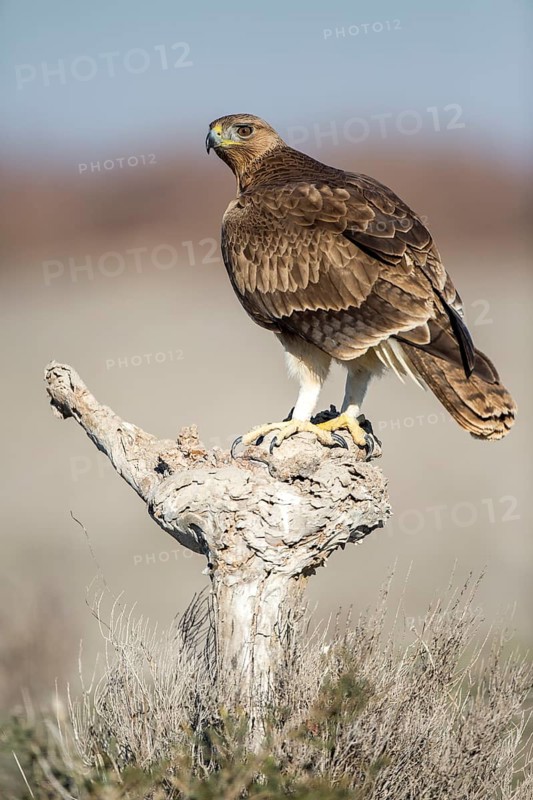 Bonelli's Eagle (Aquila fasciata) juvenile, Castile-La Mancha, Spain