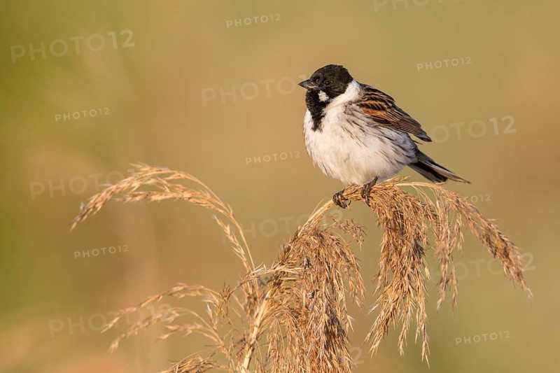 Common Reed Bunting (Emberiza schoeniclus) male in reedbed, Poland