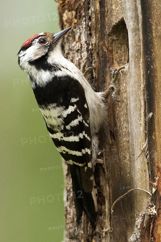 Lesser Spotted Woodpecker (Dryobates minor) male, Nizhegorodskaya, Russia
