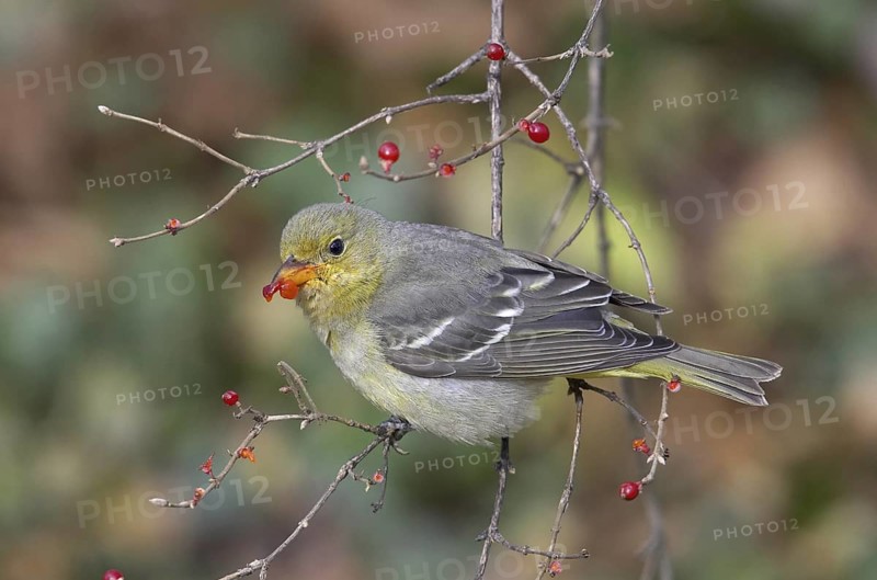 Western Tanager (Piranga ludoviciana), Ohio, USA