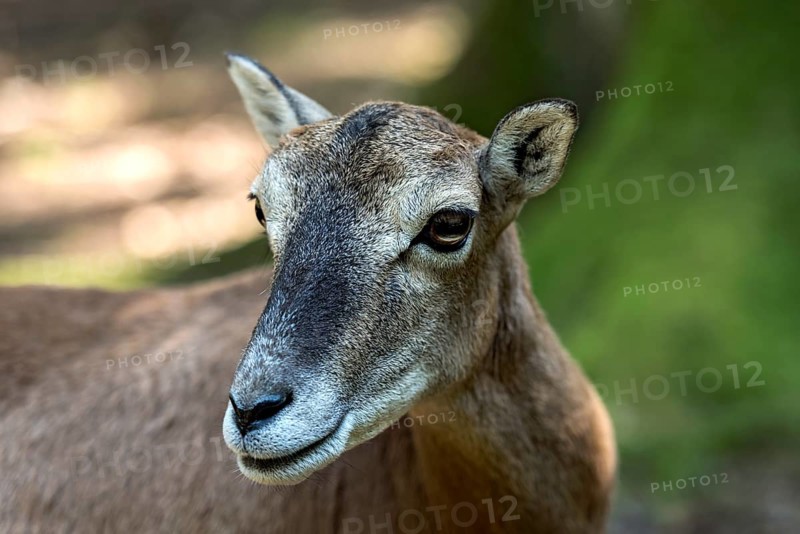 European mouflon (Ovis gmelini musimon), mouflon, female, animal portrait in sun-drenched forest, soft play of light and shadow, Poing Wildlife Park, Upper Bavaria, Bavaria, Germany