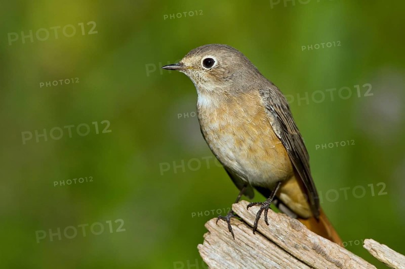 Common Redstart (Phoenicurus phoenicurus) female, Mecklenburg-Western-Pomerania, Germany