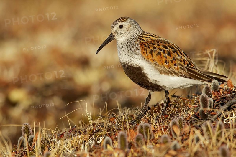 Dunlin (Calidris alpina) feeding on the tundra in Northern Alaska