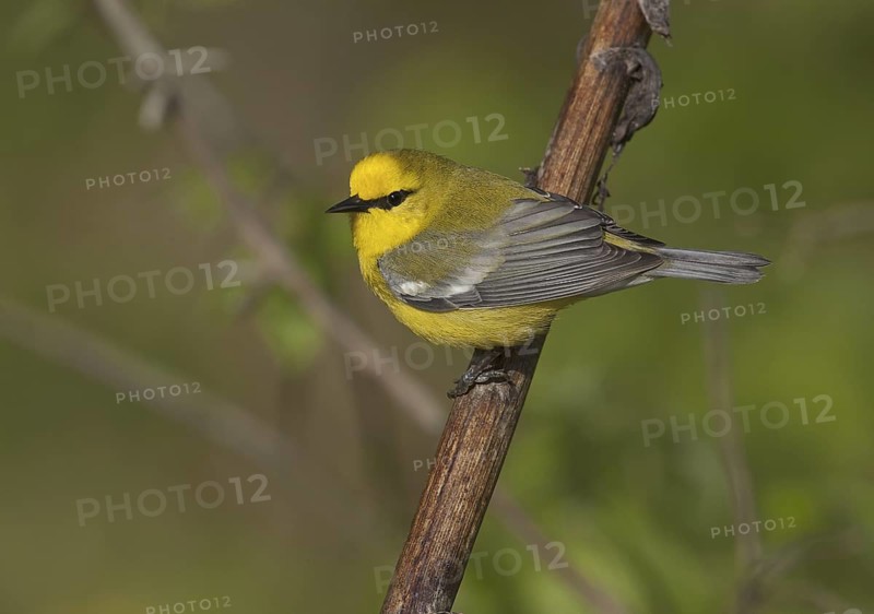 Blue-winged Warbler (Vermivora cyanoptera), Ohio, USA