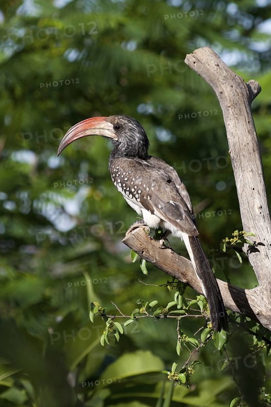 Monteiro's Hornbill (Tockus monteiri), Namibia