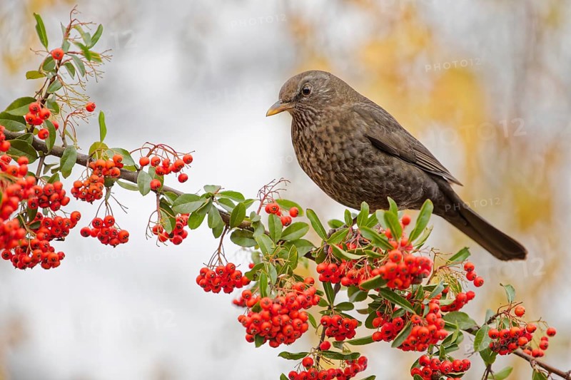 Female common blackbird (Turdus merula) sitting on branch with red berries in autumn light, Poland