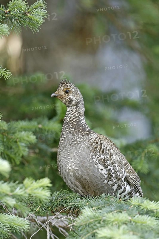 Dusky Grouse Dendragapus obscurus Hannigans Meadow, White mountains, Arizona, United States 27 June Adult Female Phasianidae