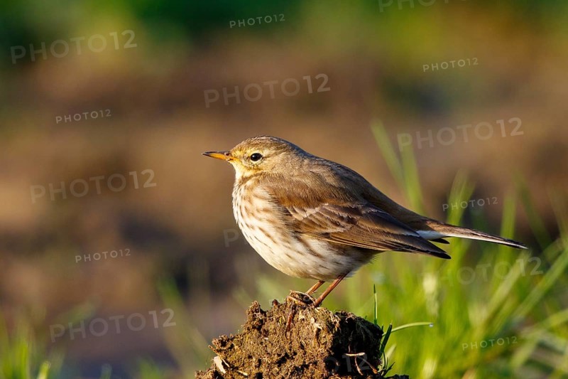 Meadow Pipit (Anthus pratensis), North Rhine-Westphalia, Germany