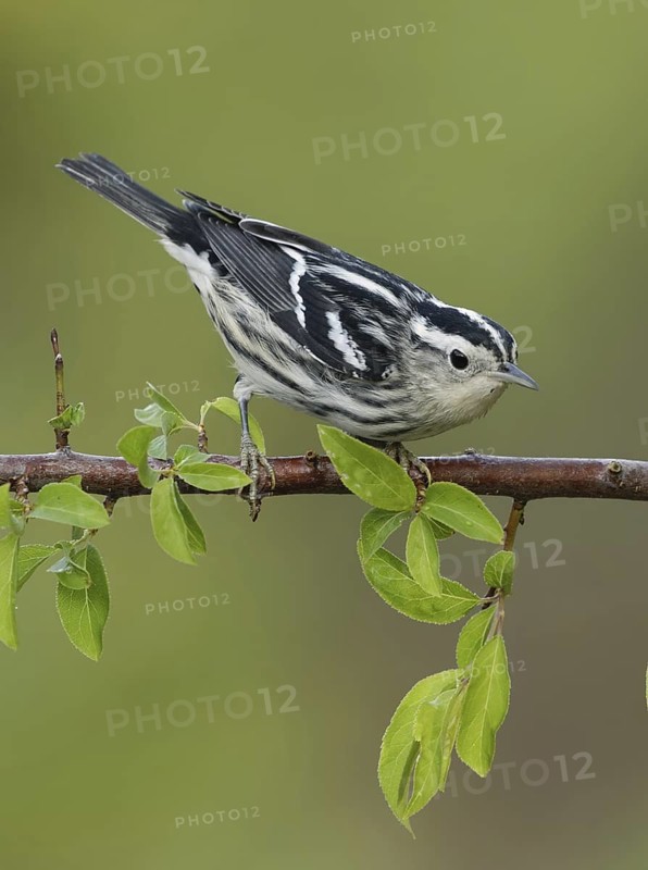 Black-and-white Warbler (Mniotilta varia), Texas, USA