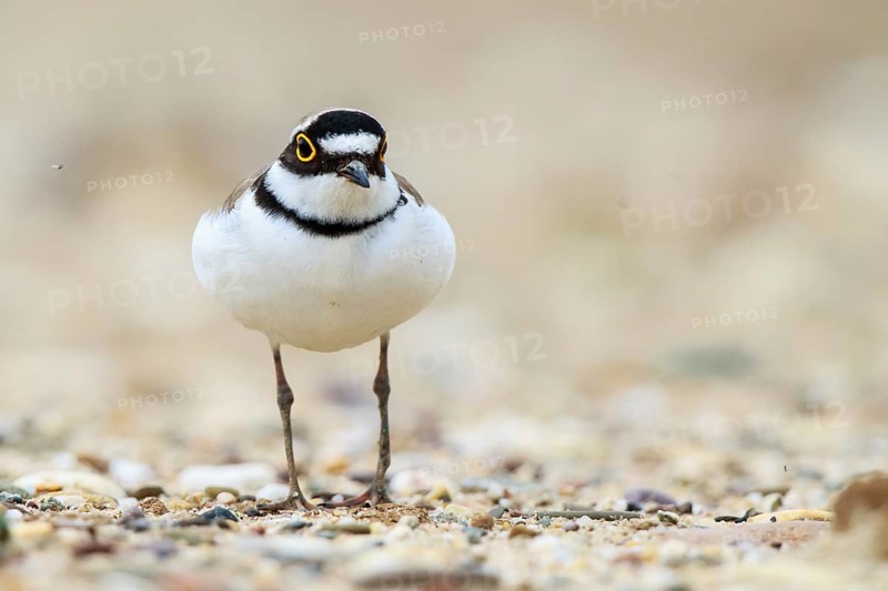Little Ringed Plover (Charadrius dubius), North Rhine-Westphalia, Germany
