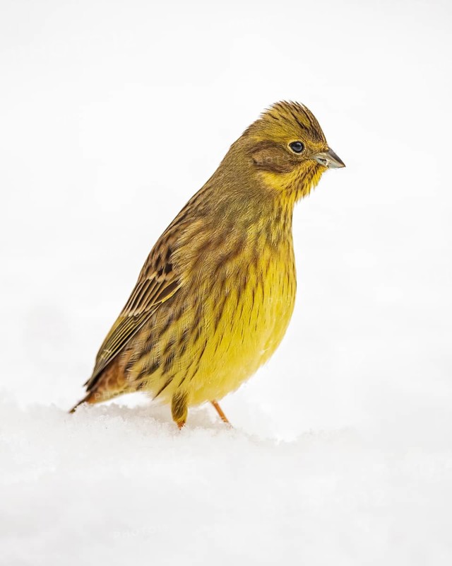 Yellowhammer (Emberiza citrinella) in snow, Saxony-Anhalt, Germany