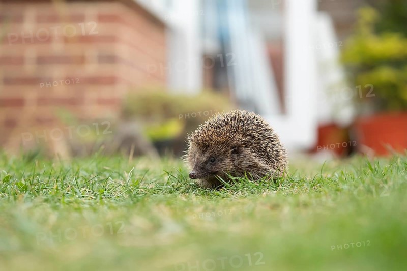 European hedgehog (Erinaceus europaeus) adult animal on a garden grass lawn with a house in the background, Suffolk, England, United Kingdom